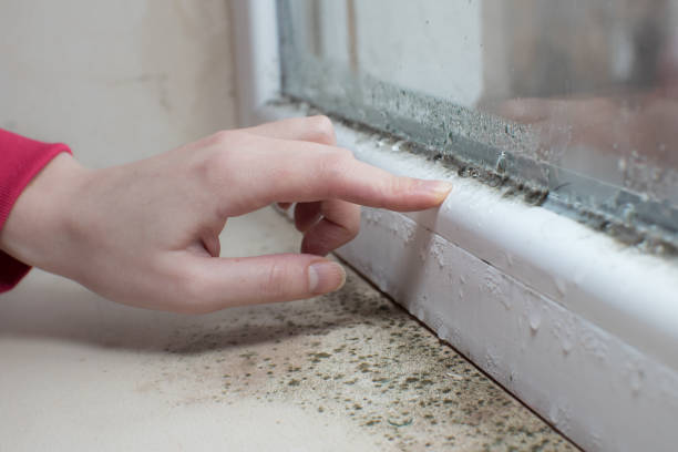 Mold Remediation for Vacation Homes in Meadow Lakes, AK