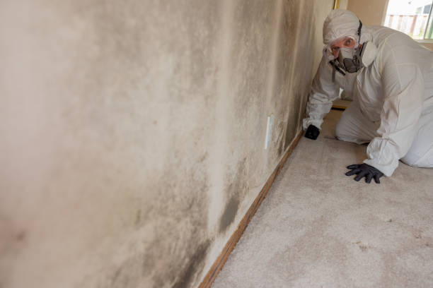 Best Post-Remediation Verification Testing  in Meadow Les, AK